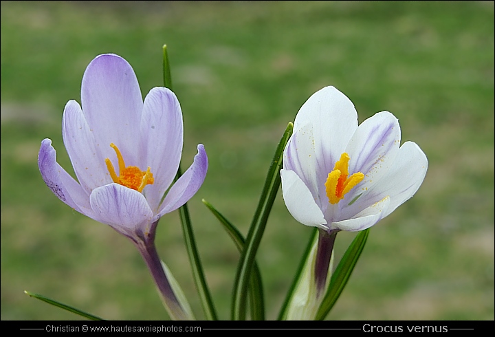 Safran printanier mauve et blanc- Crocus vernus