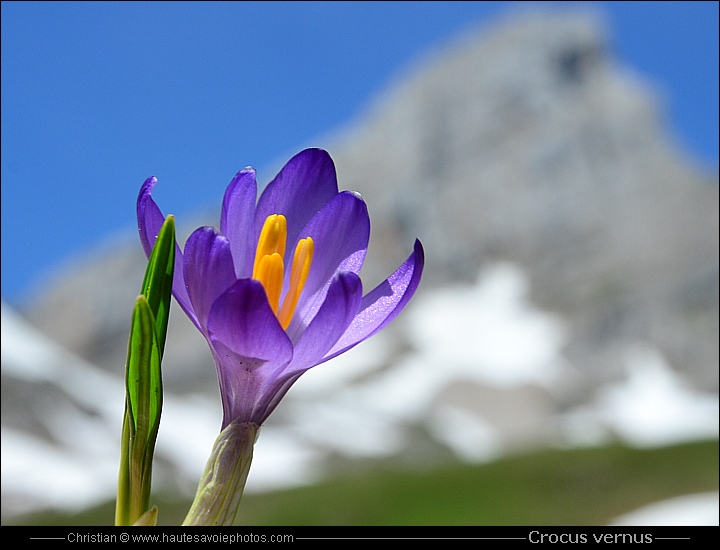 Safran printanier - Crocus vernus