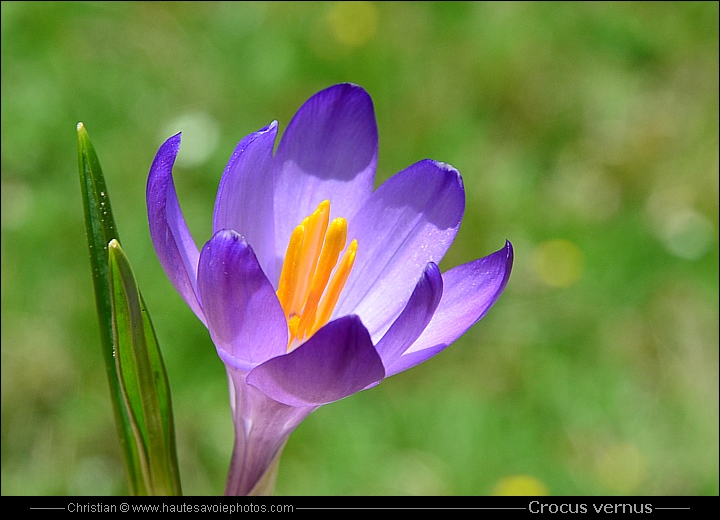 Safran printanier - Crocus vernus