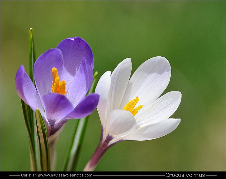 Safran printanier - Crocus vernus