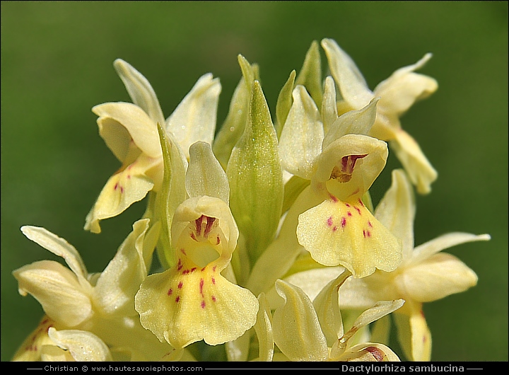 Orchis sureau - Dactylorhiza sambucina