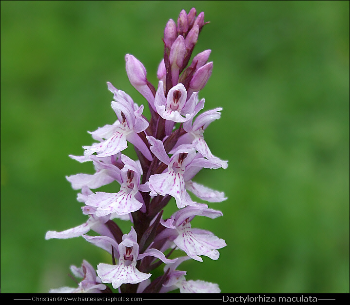 Orchis tacheté - Dactylorhiza maculata