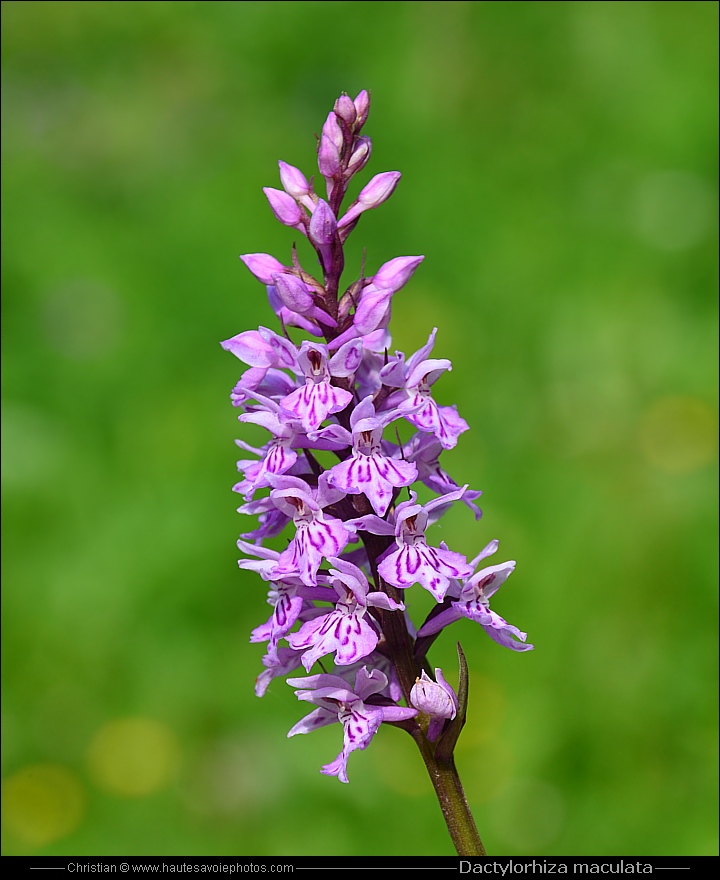 Orchis tacheté - Dactylorhiza maculata