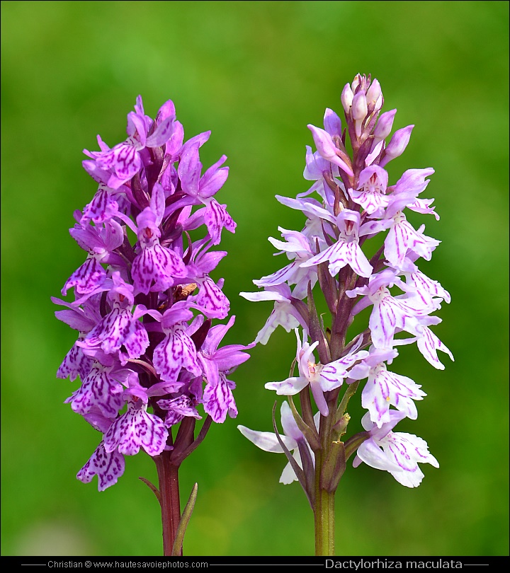 Orchis tacheté - Dactylorhiza maculata