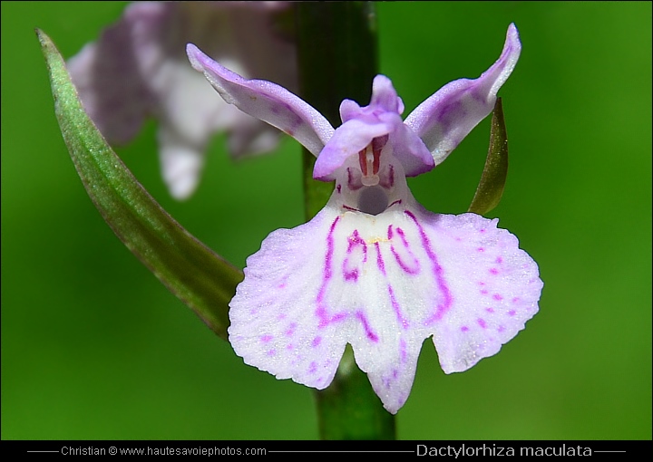 Orchis tacheté - Dactylorhiza maculata