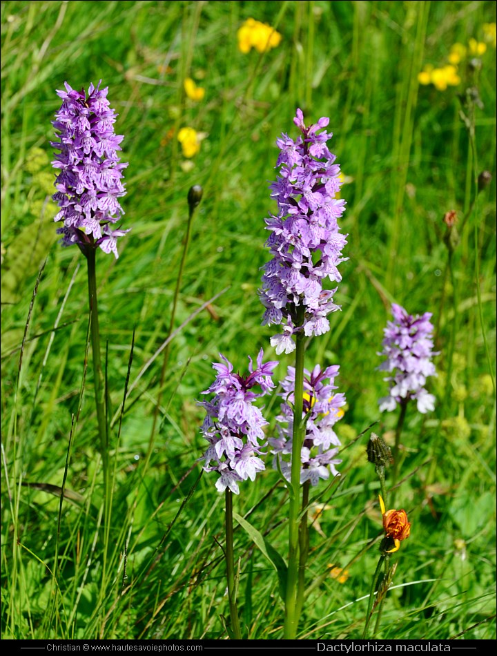 Orchis tacheté - Dactylorhiza maculata