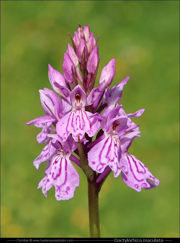 Orchis tacheté - Dactylorhiza maculata