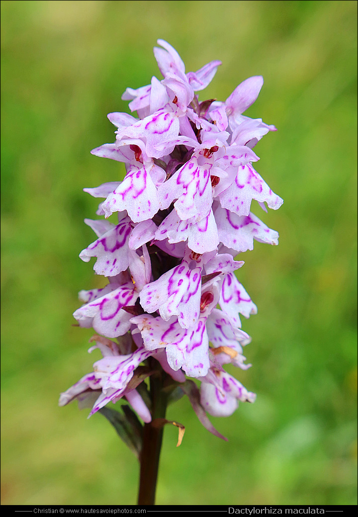 Orchis tacheté - Dactylorhiza maculata