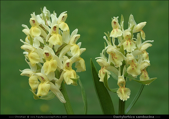 Orchis sureau - Dactylorhiza sambucina