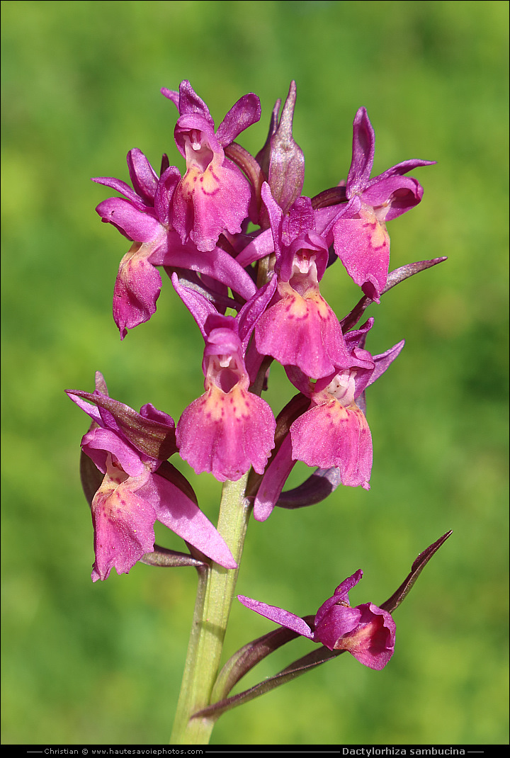 Orchis sureau - Dactylorhiza sambucina