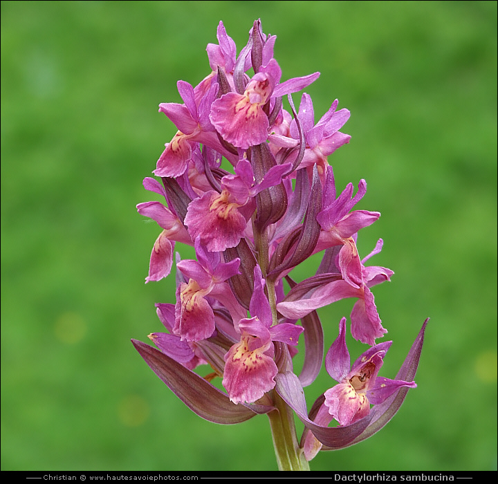 Orchis sureau forme rouge - Dactylorhiza sambucina