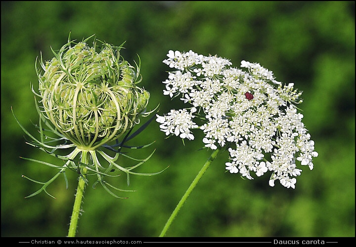 Résultat de recherche d'images pour "carotte sauvage daucus carota"