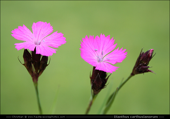 Oeillet des chartreux - Dianthus carthusianorum