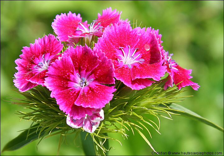 Oeillet du poète - Dianthus barbatus