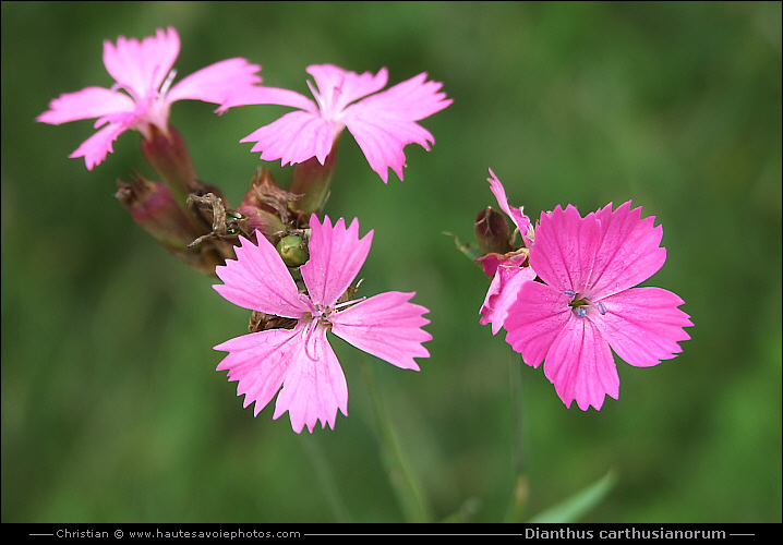 Oeillet des chartreux - Dianthus carthusianorum