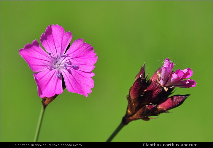 Oeillet des chartreux - Dianthus carthusianorum