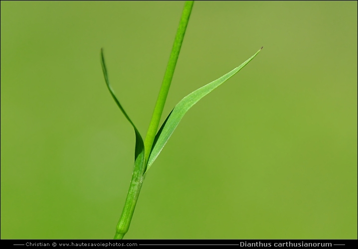 Oeillet des chartreux - Dianthus carthusianorum