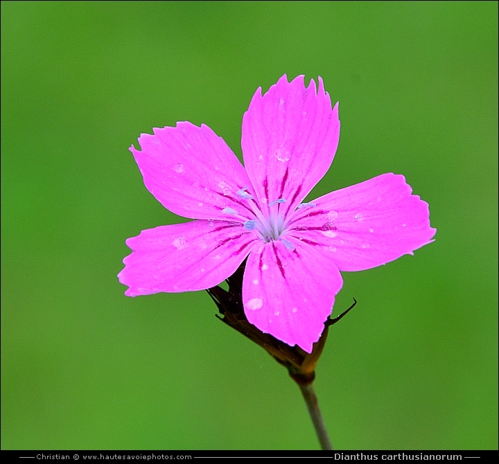 Oeillet des chartreux - Dianthus carthusianorum