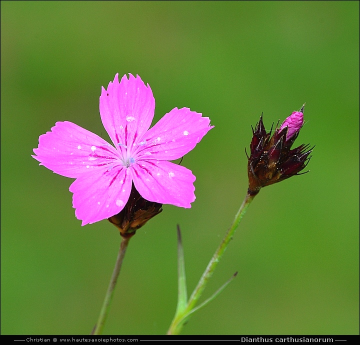 Oeillet des chartreux - Dianthus carthusianorum