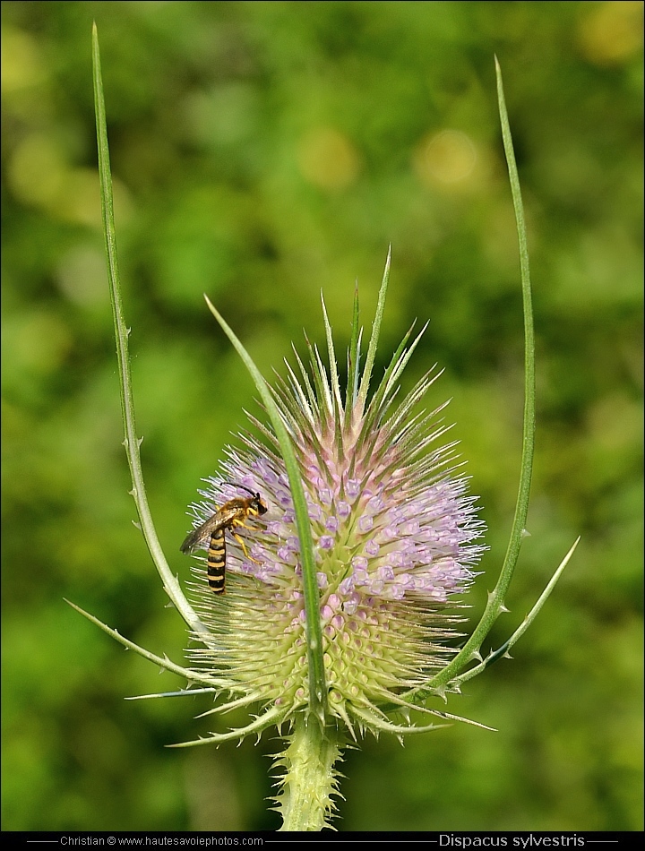 Cardère - Dipsacus sylvestris