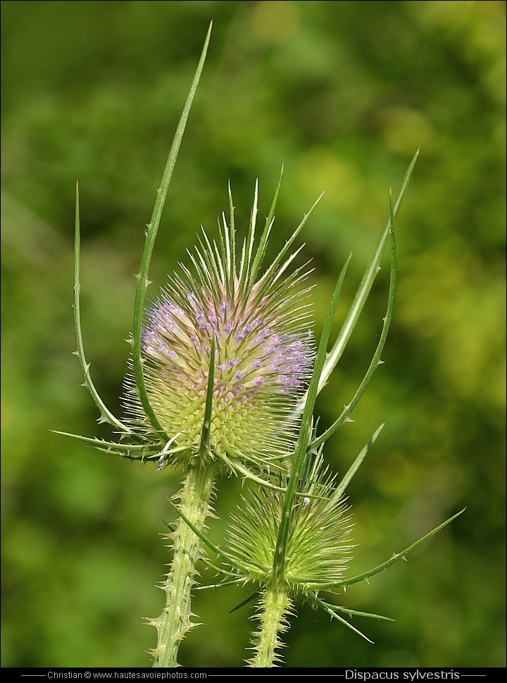 Cardère - Dipsacus sylvestris