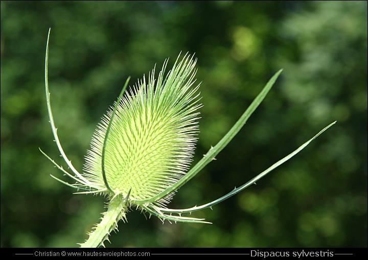 Cardère - Dipsacus sylvestris