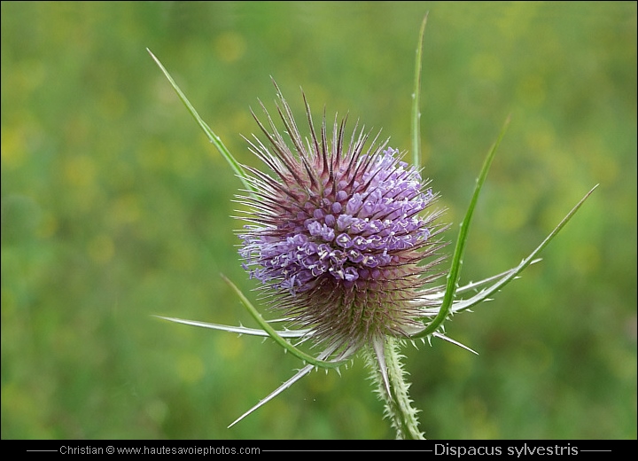 Cardère - Dipsacus sylvestris