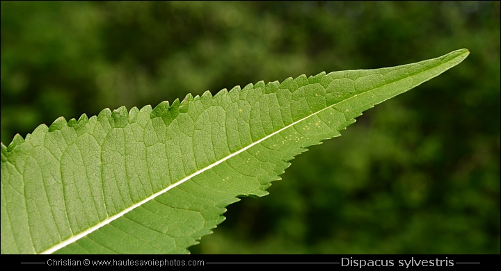 Cardère - Dipsacus sylvestris