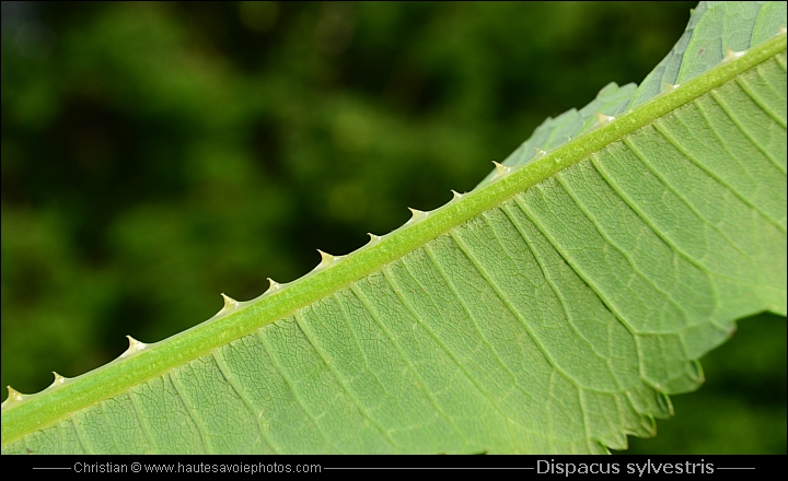 Cardère - Dipsacus sylvestris