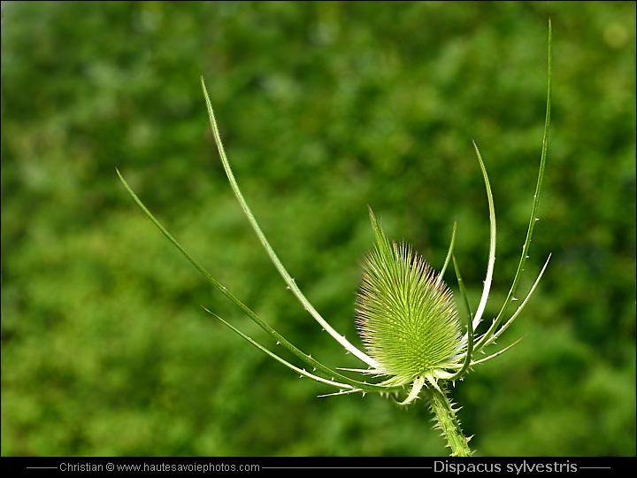 Cardère - Dipsacus sylvestris