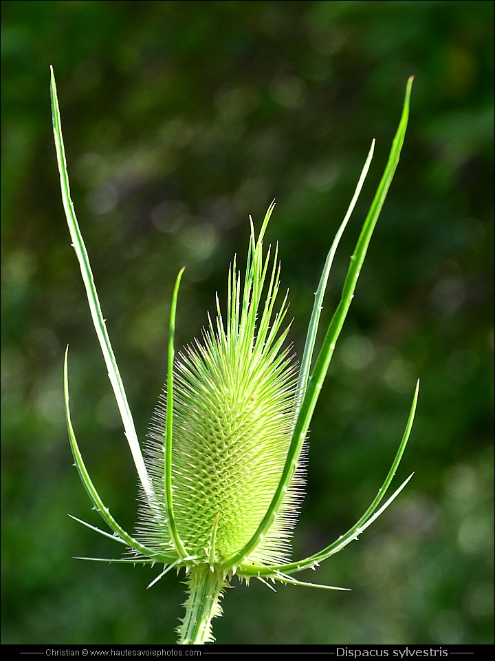 Cardère - Dipsacus sylvestris