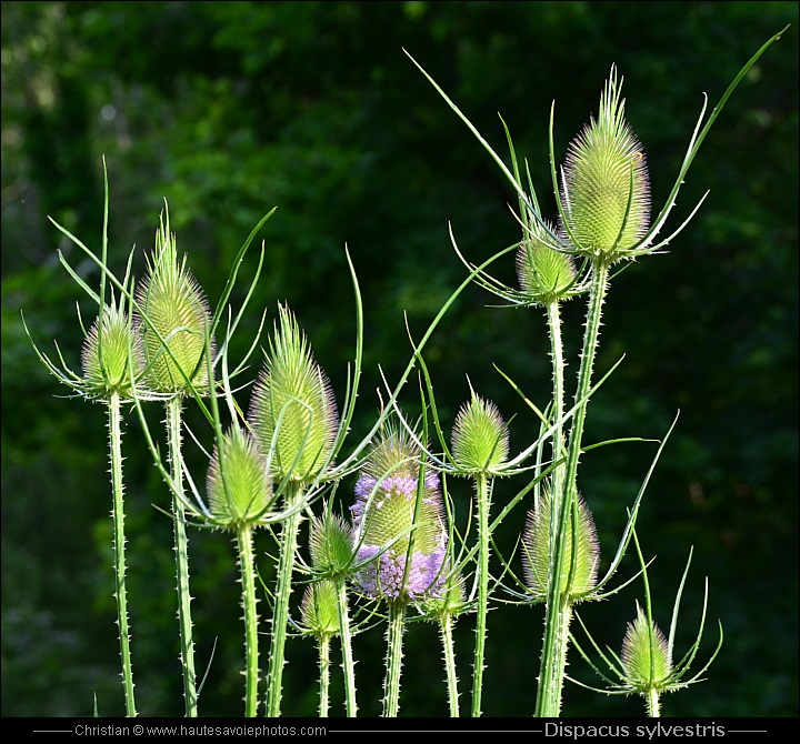 Cardère - Dipsacus sylvestris