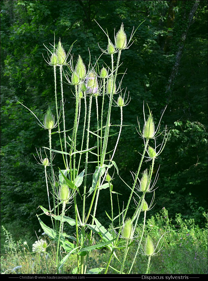 Cardère - Dipsacus sylvestris