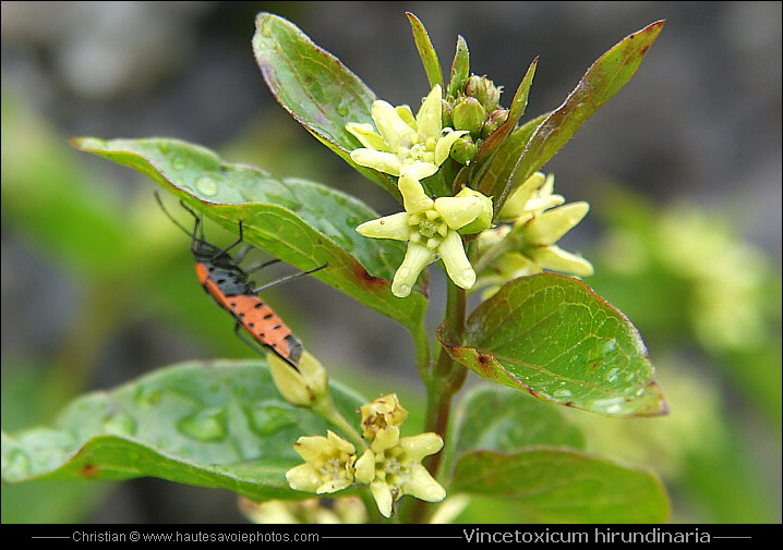 Dompte venin - Vincetoxicum hirundinaria