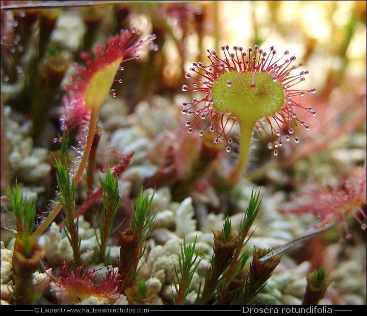 Droséra à feuilles rondes - Drosera rotundifolia