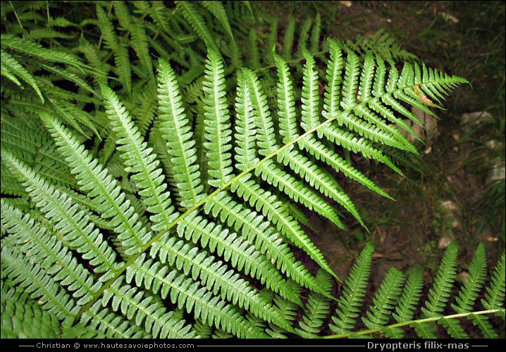 Fougère mâle - Dryopteris filix-mas