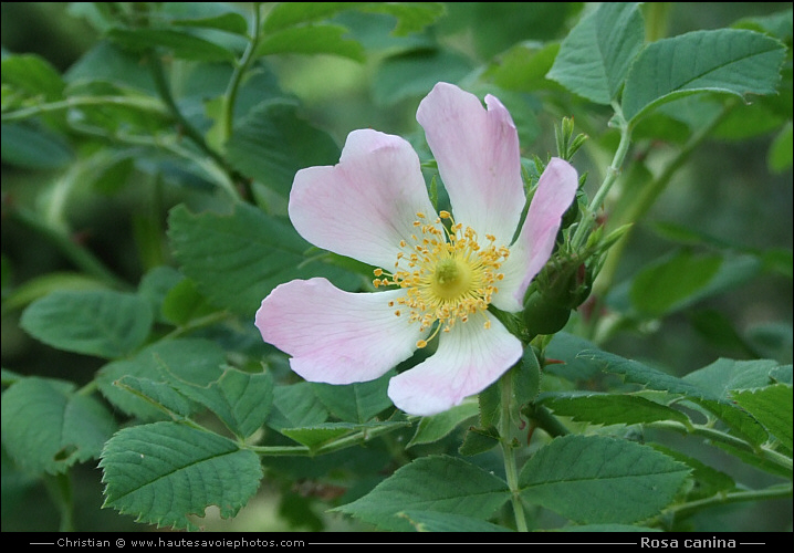 Eglantier - Rosa canina