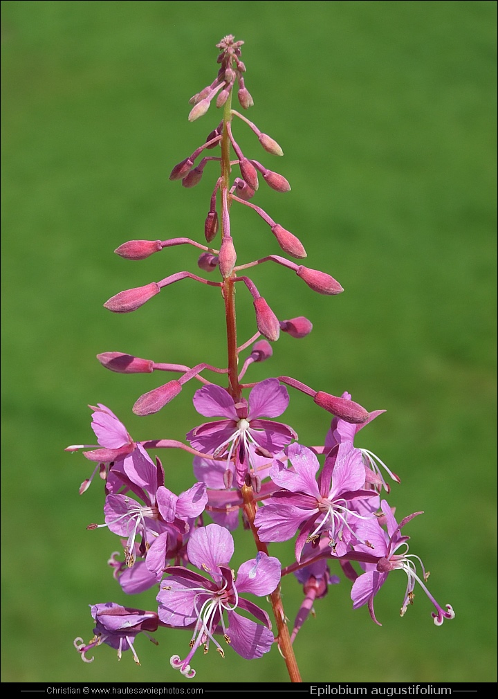 Epilobe en épi - Epilobium Angustifolium