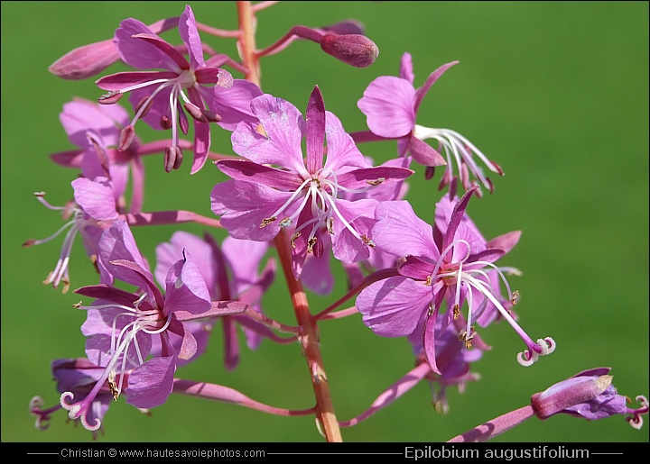Epilobe en épi - Epilobium Angustifolium