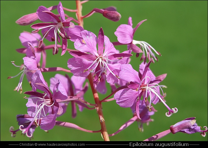 Epilobe en épi - Epilobium Angustifolium