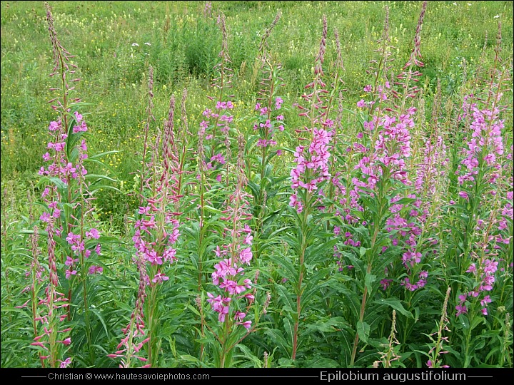 Epilobe en épi - Epilobium Angustifolium