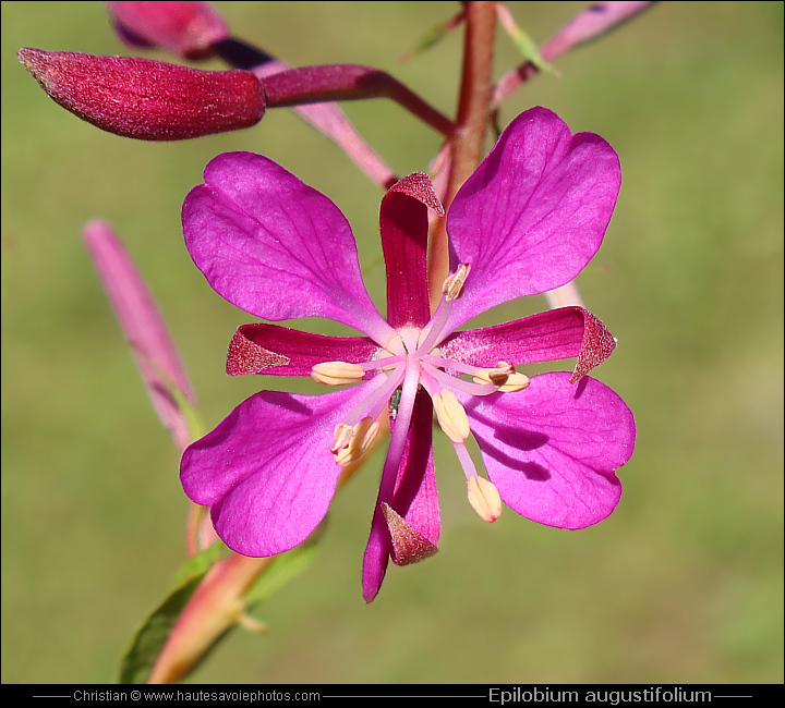 Epilobe en épi - Epilobium Angustifolium