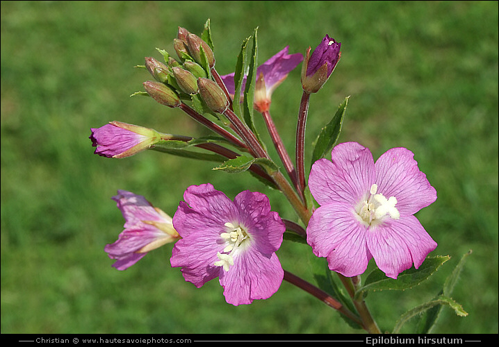 Epilobe hérissé - Epilobium hirsutum