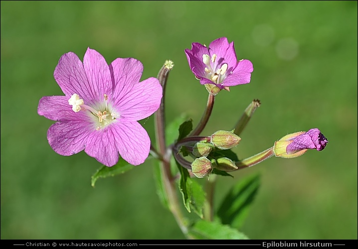 Epilobe hérissé - Epilobium hirsutum