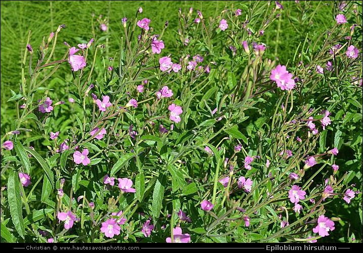 Epilobe hérissé - Epilobium hirsutum