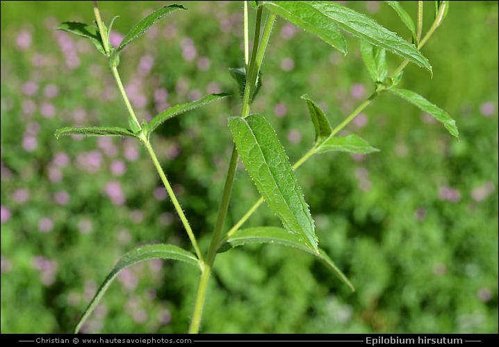 Epilobe hérissé - Epilobium hirsutum