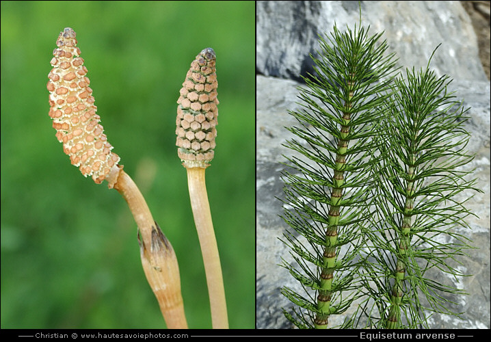 Equisetum arvense