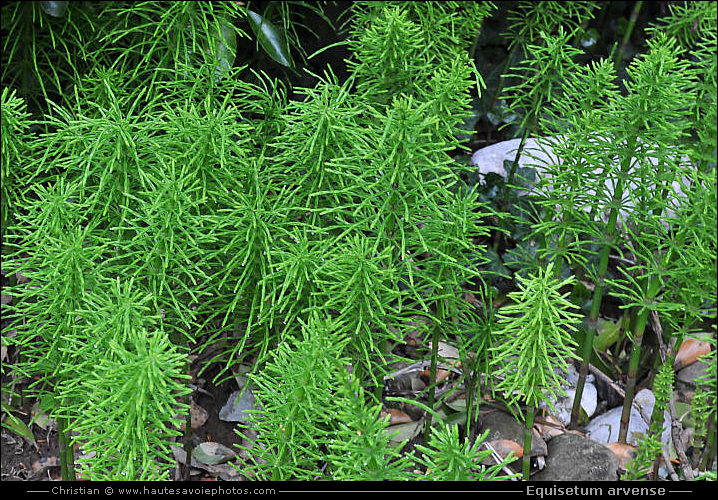 Prêle des champs - Equisetum arvense