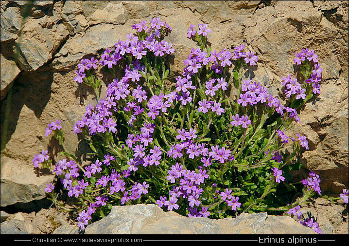 Erine des Alpes - Erinus alpinus