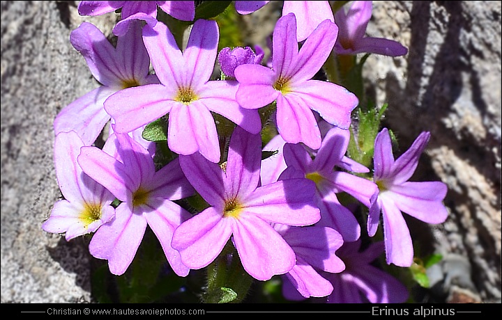 Erine des Alpes - Erinus alpinus